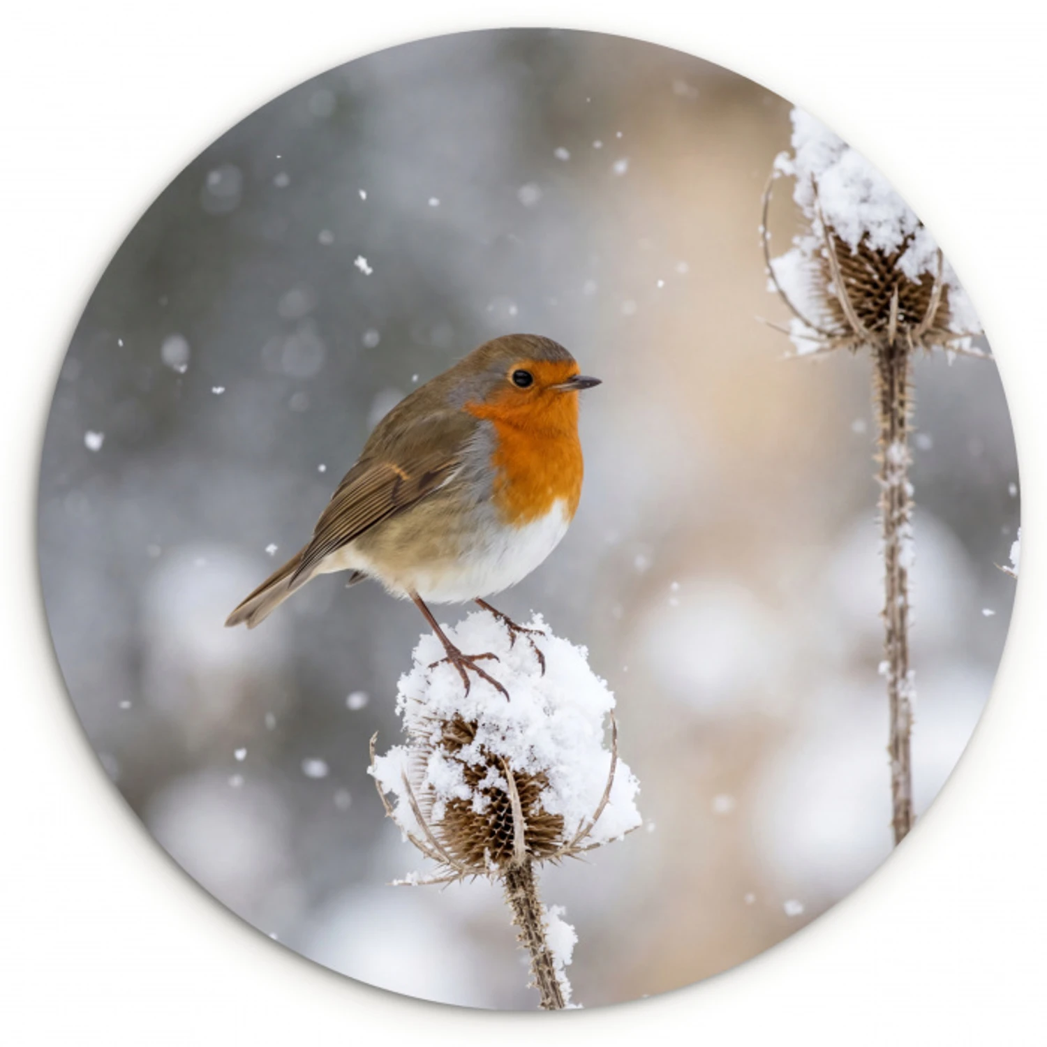 Roodborstje - Gedroogde bloem - Sneeuw - Winter - Vertederend Wandcirkel kunststof plaat 5mm dik klein -3d