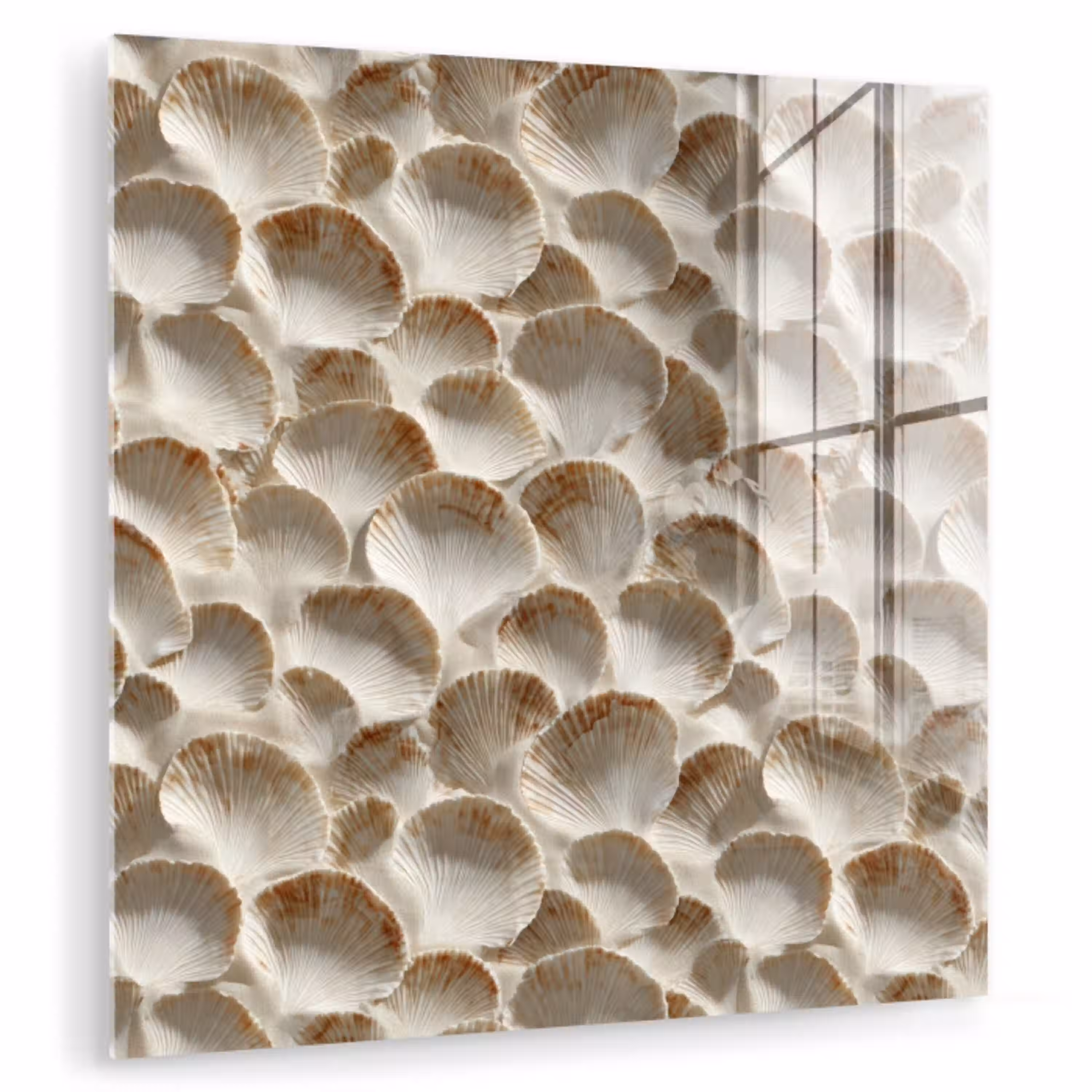 Schelpen - Waaiervorm - Wit plexiglas 5mm klein 11 -zzzproduct_nieuw