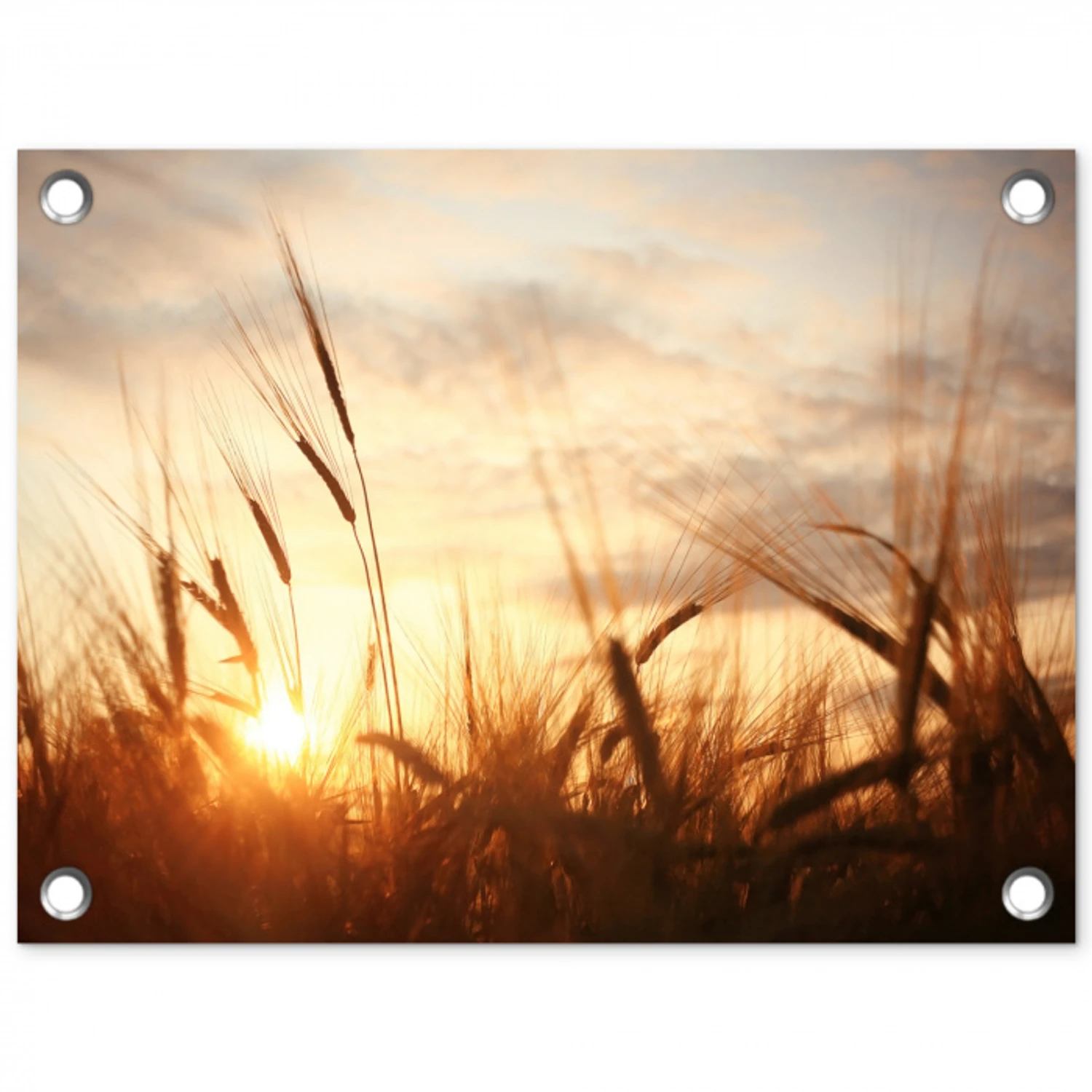 Gouden Graanveld bij Zonsopgang tuinposter los doek klein -3d