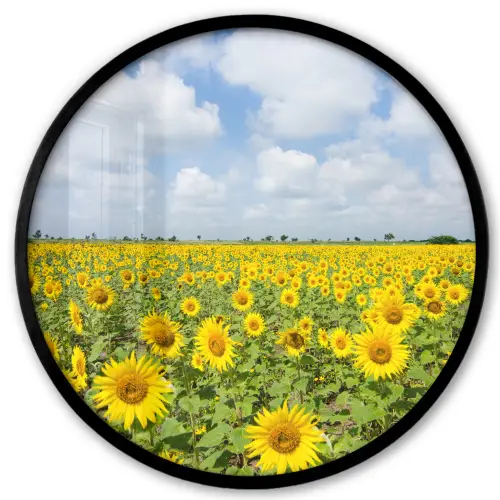 Zonnebloemen - Bloemen - Wolken - Natuur - Geel - Landschap Fotolijst rond zonder passe partout klein -3d