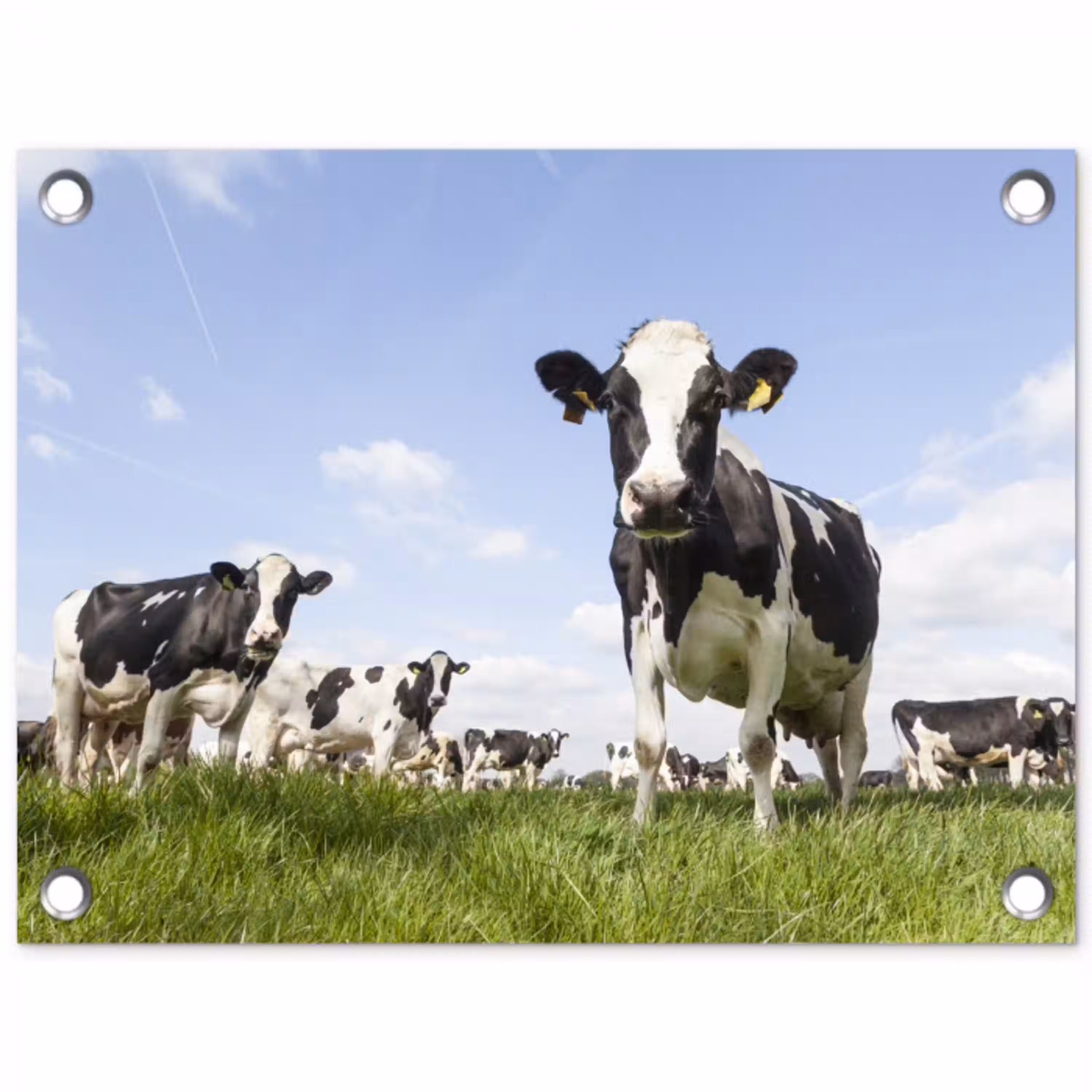 Koeien - Gras - Dieren - Zon - Boerderij tuinposter los doek klein -3d