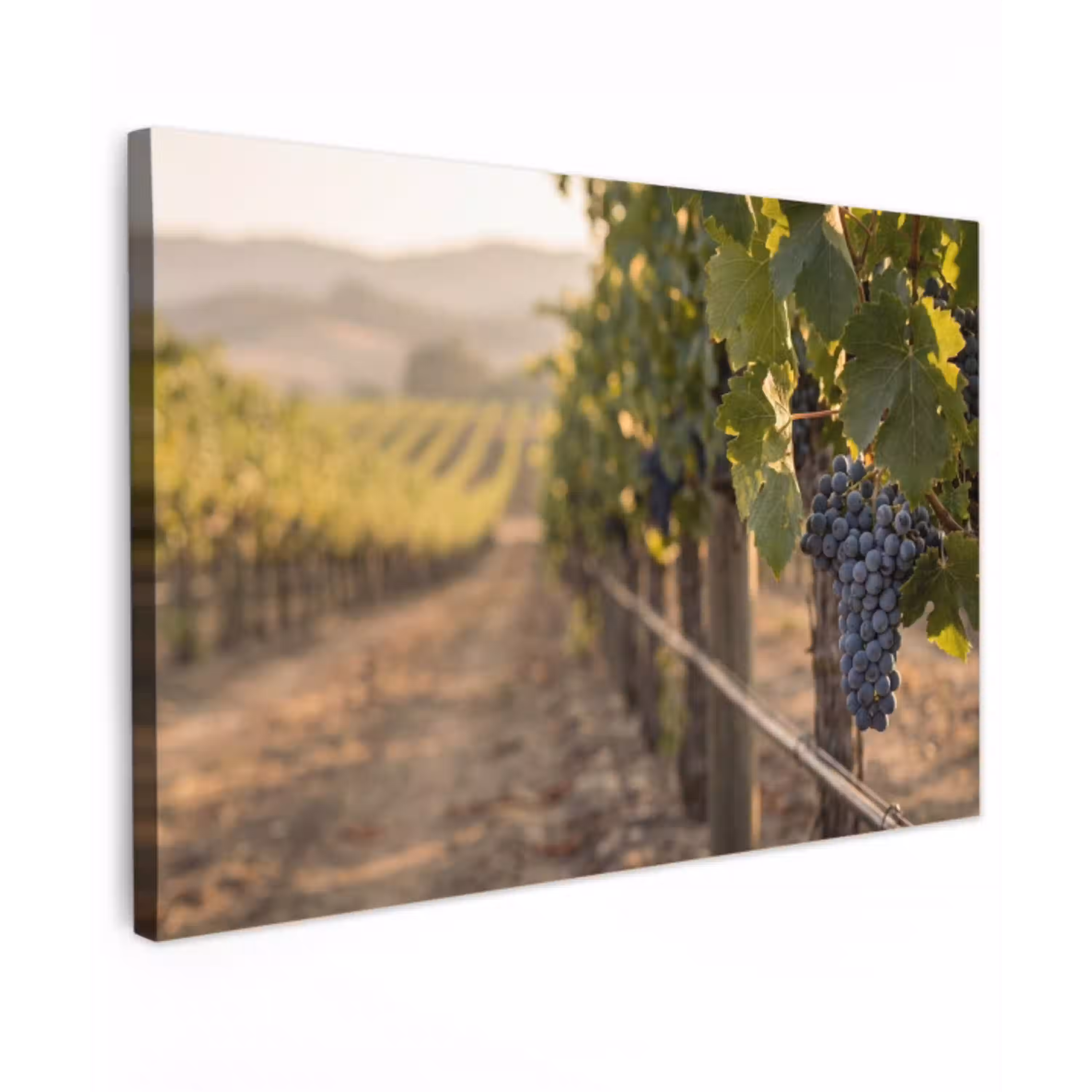 Druiven - Wijngaard - Zonlicht Tuinposter op houten frame 2 cm dik klein -3d