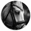 Paard - Schimmel - Portret Wandcirkel kunststof plaat 5mm dik klein -3d