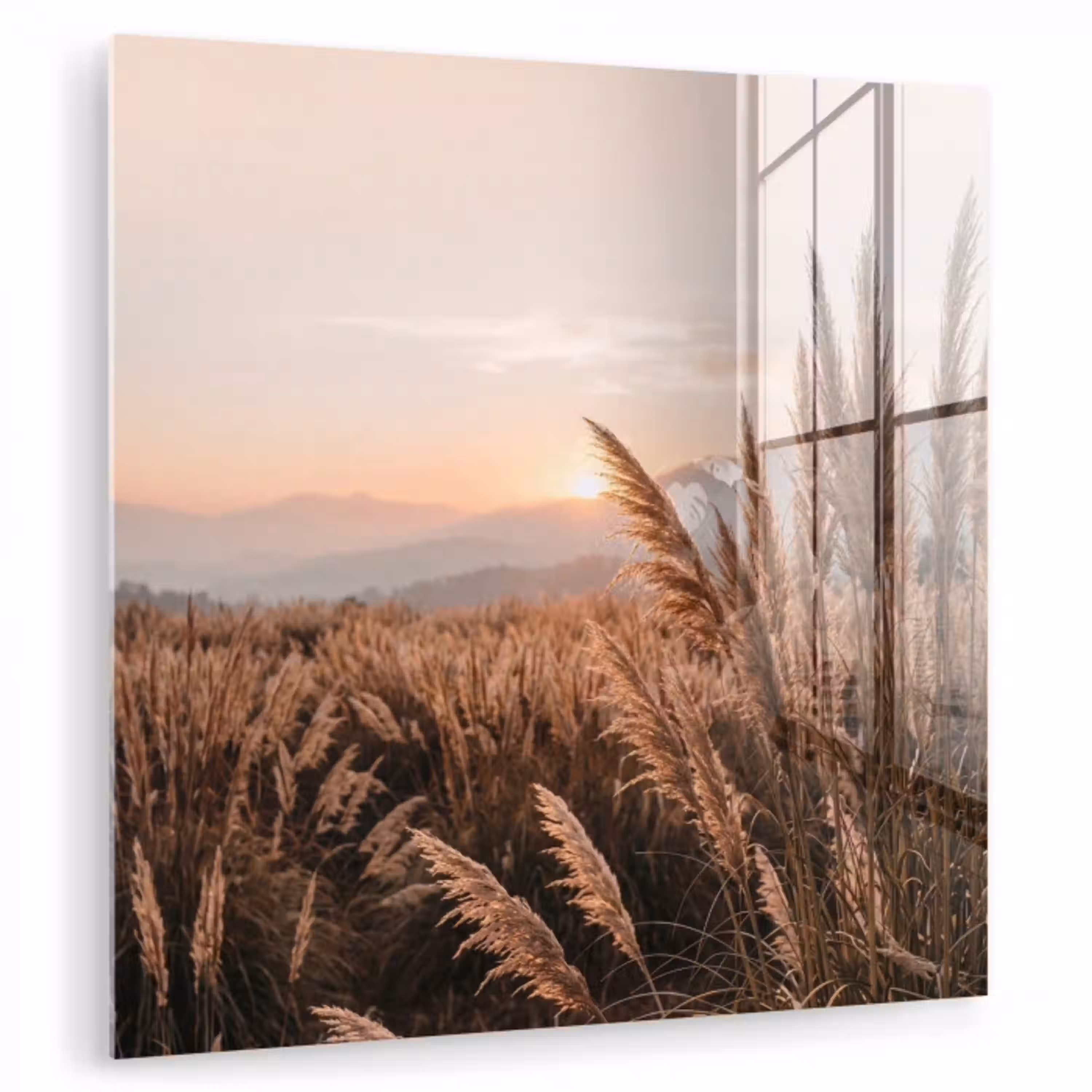 Gras - Veld - Zon - Natuur plexiglas 5mm klein -zzzproduct_nieuw