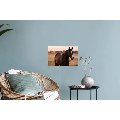 Paard - Zonsondergang - Bruin Muursticker klein -plant
