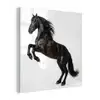 Zwart - Paard - Portret plexiglas 5mm klein -z3d