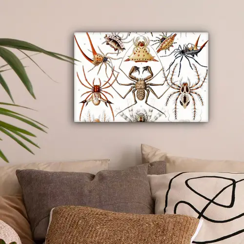 Retro - Spin - Ernst Haeckel - Spinnen canvas 2cm klein -sfeer1