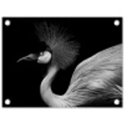 Kraanvogel - Zwart - Wit - Vogel - Dieren tuinposter los doek klein -3d