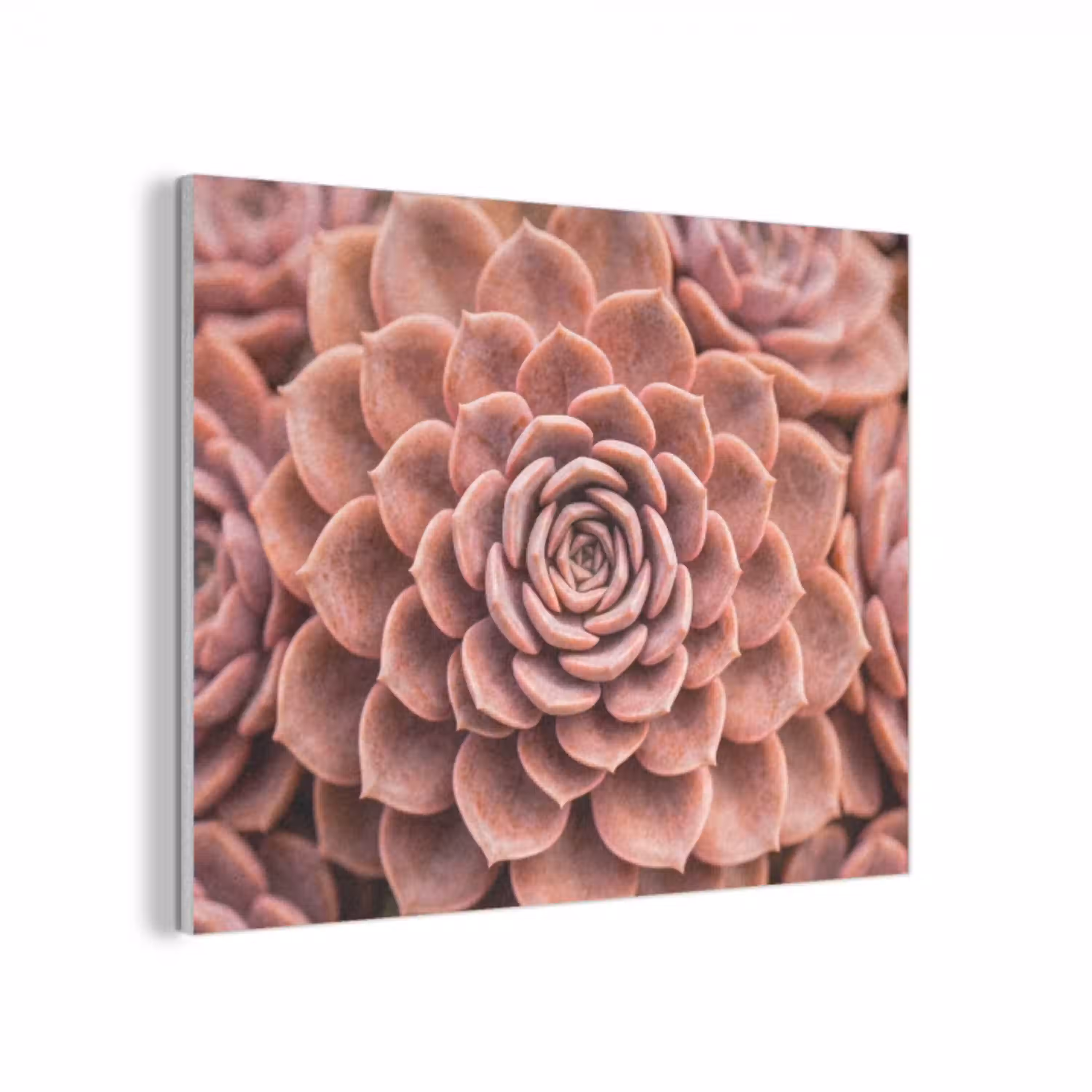 Vetplant - Organisch - Roze PET vilt klein -3d