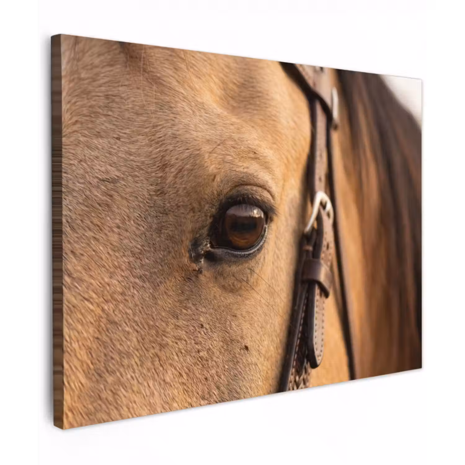 Leinwandbild - Pferd – Auge – Braun