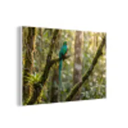 Quetzal - Jungle - Natuur - Groen forex 5mm xxl -3d