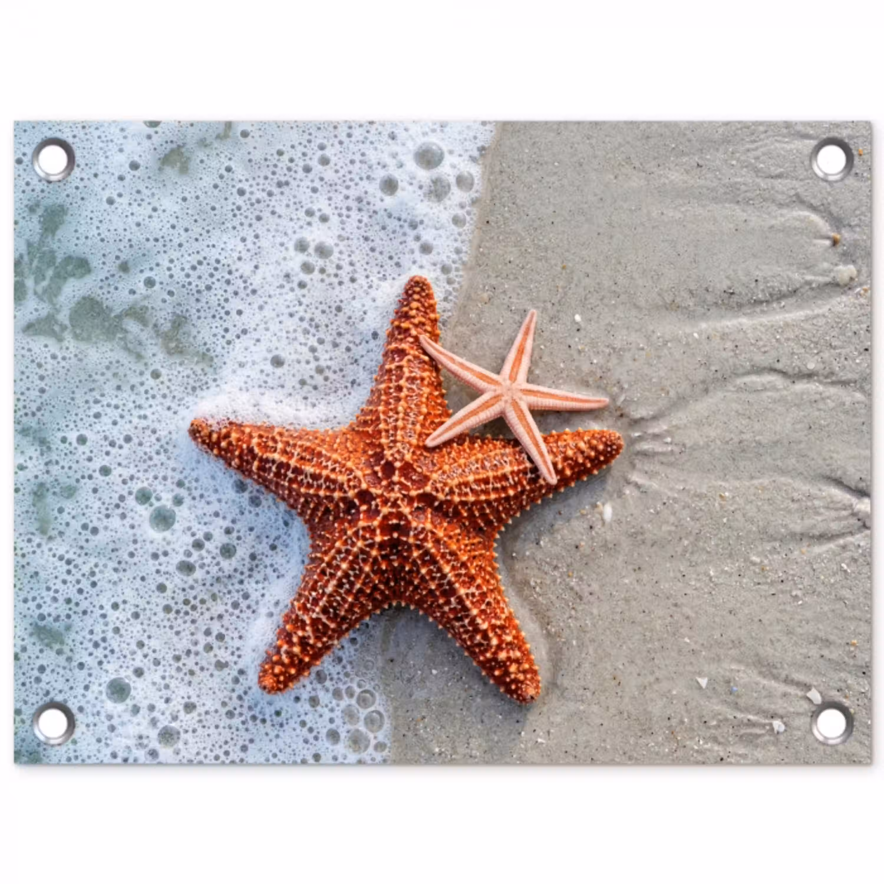 Zeester - Strand - Zee tuinposter los doek klein -3d