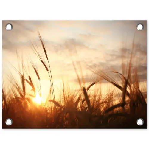 Gouden Graanveld bij Zonsopgang tuinposter los doek klein -3d