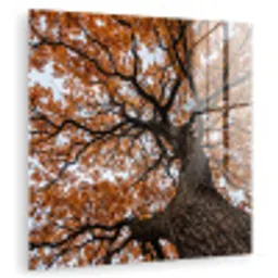 Boom - Bladerdak - Herfst - Oranje - Sfeervol plexiglas 5mm klein -zzzproduct_nieuw