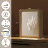 Pampasgras - Pluimen - Pastel - Wit Light Box met kabel (Tafellamp) klein -USP_NL