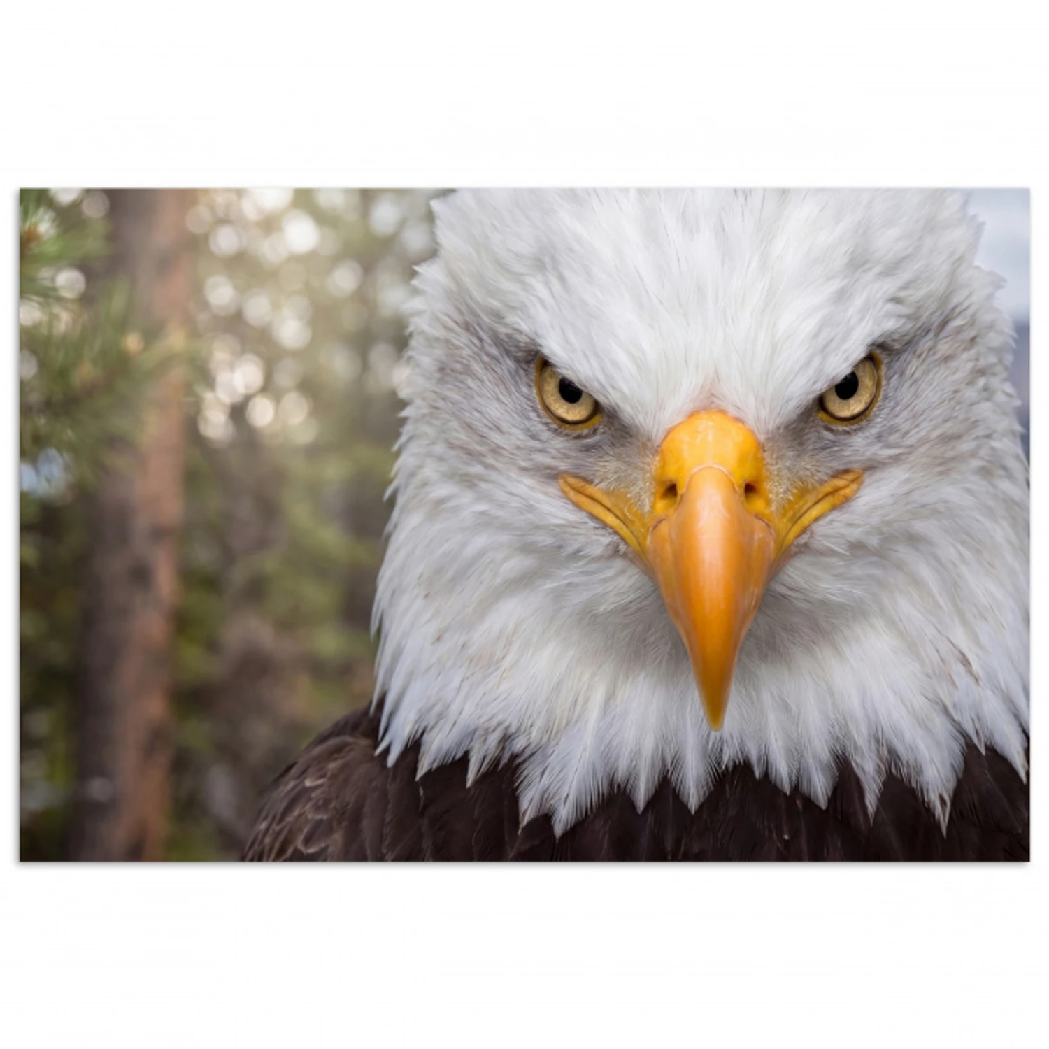 Amerikaans - Zeearend - Portret - Geel poster papier klein -3d