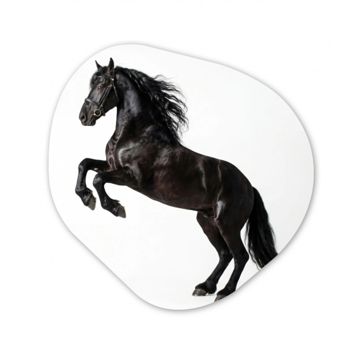 Zwart - Paard - Portret Wandcirkel Organisch Forex 3mm klein -3d