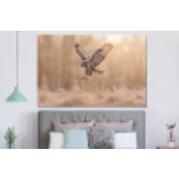 Buizerd - Roofvogel - Natuur - Bruin forex 5mm xxl -slaapkamer