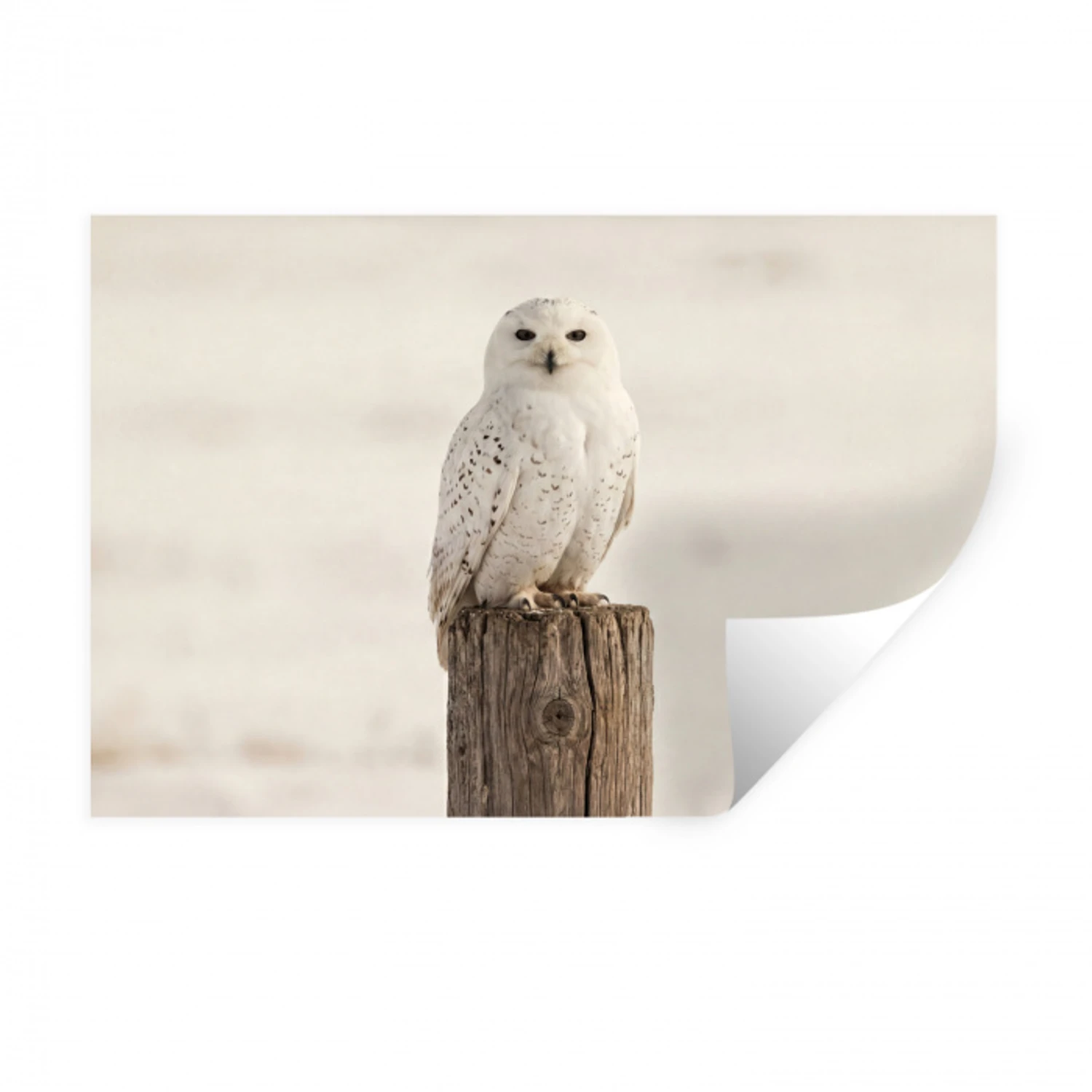 Sneeuwuil - Paal - Winter - Portret - Majestueus Muursticker klein -3d