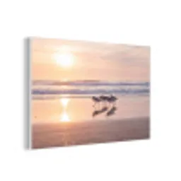 Zee - Vogels - Strand forex 5mm xxl -3d