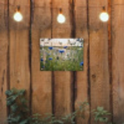 Korenbloemen in het avondlicht tuinposter los doek klein -sfeer1