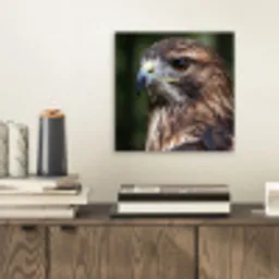 Buizerd - Roofvogel - Natuur - Bruin aluminium wit klein -sfeer1
