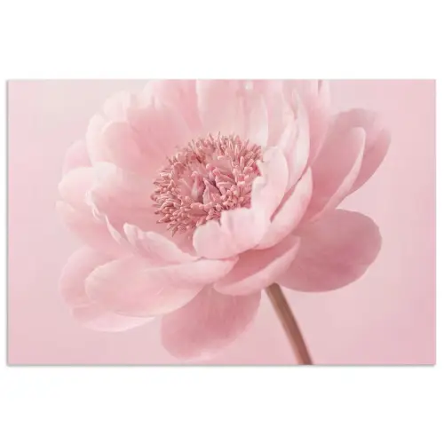 Bloem - Pioenroos - Roze poster papier klein -3d