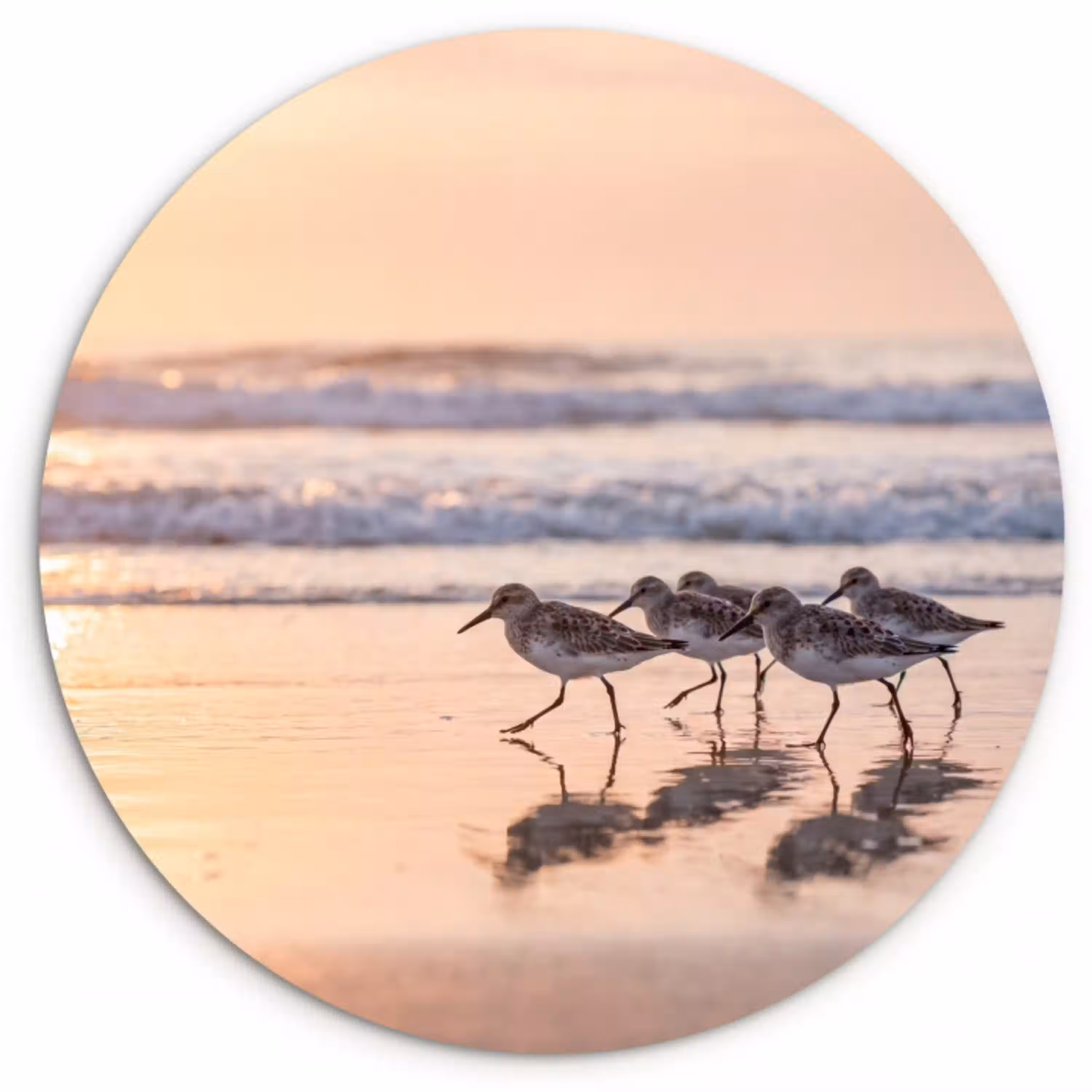 Zee - Vogels - Strand Wandcirkel kunststof plaat 5mm dik klein -3d