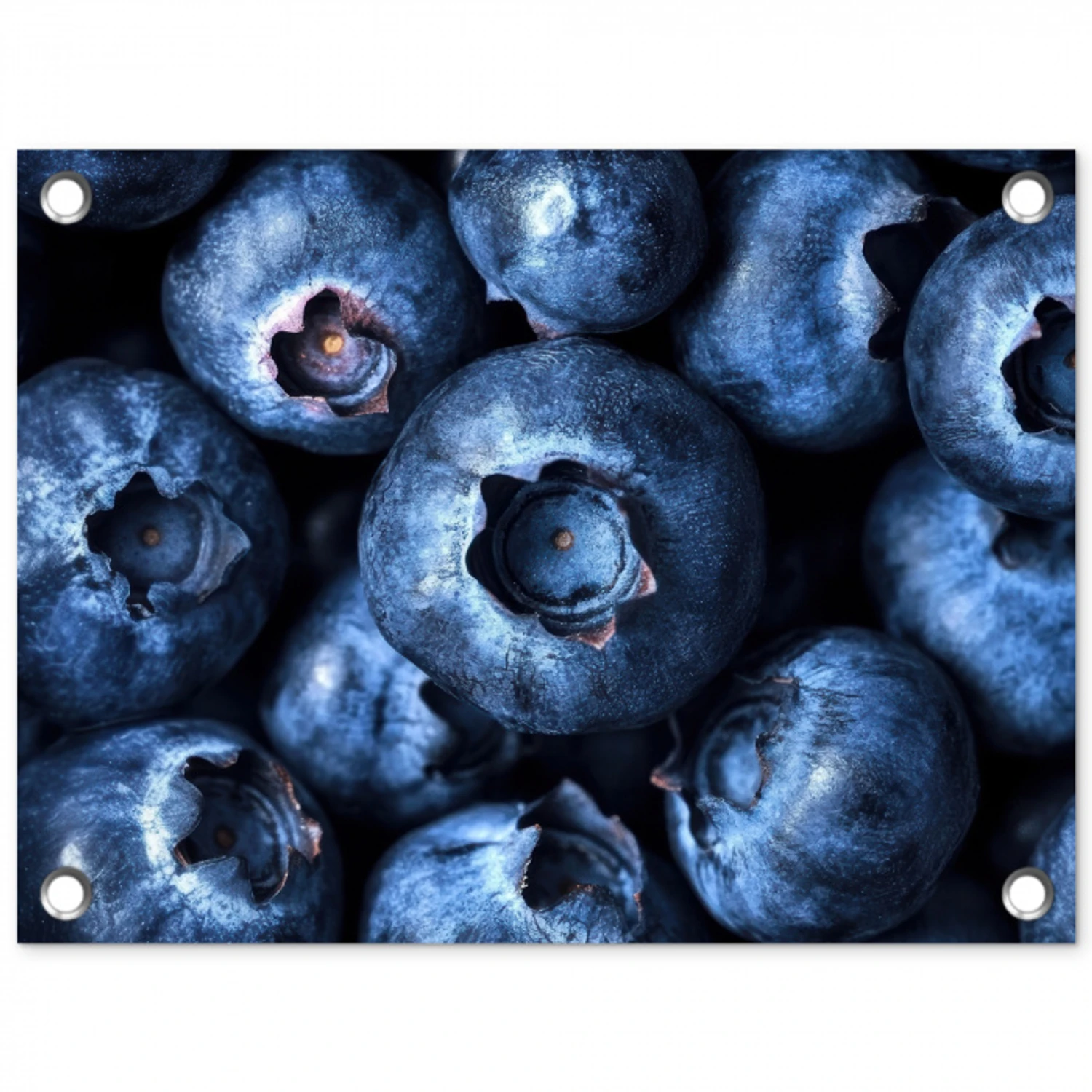 Bessen - Blauw - Fruit tuinposter los doek klein -3d