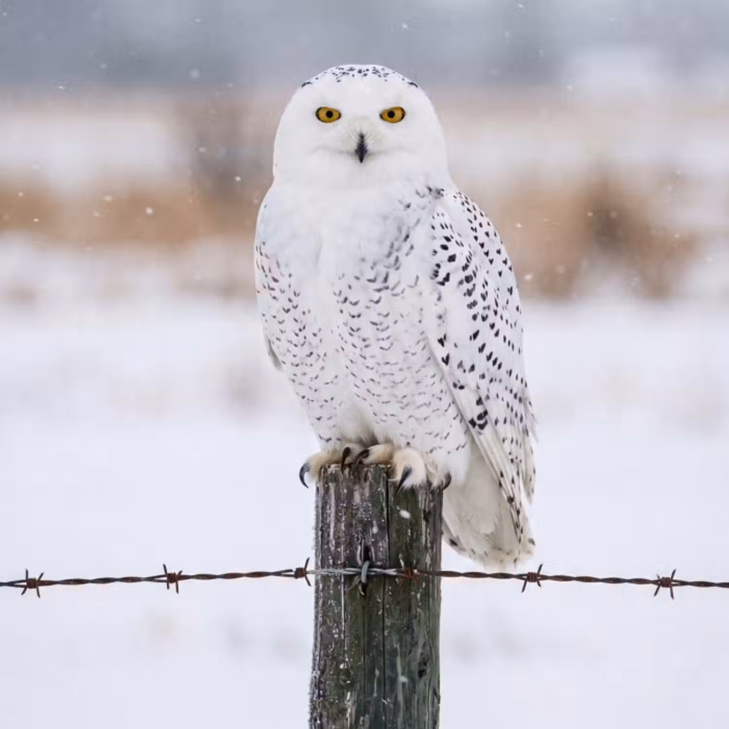 Behang - Sneeuwuil - Hek - Sneeuw - Wit
