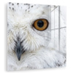 Sneeuwuil - Oog - Wildlife - Wit plexiglas 5mm klein -zzzproduct_nieuw