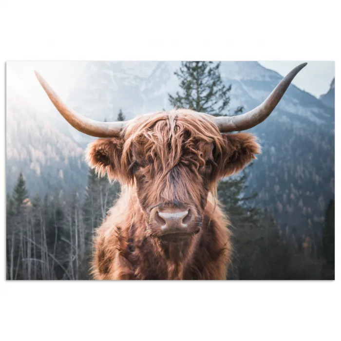 Schotse hooglander - Koe - Dieren - Berg - Natuur poster papier klein -3d