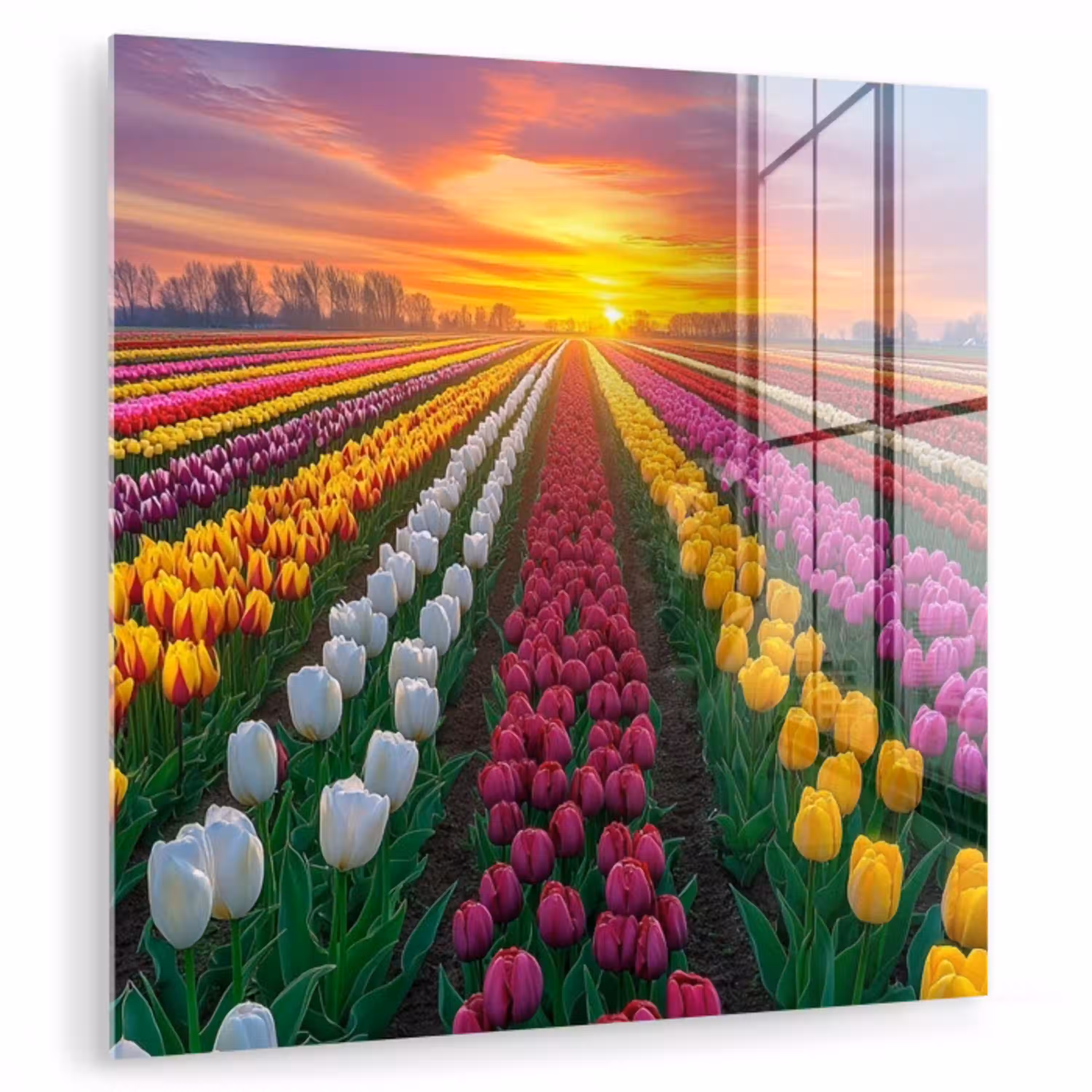 Tulpenveld - Zonsondergang - Kleurrijk plexiglas 5mm klein -zzzproduct_nieuw