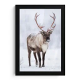 Rendier - Gewei - Toendra - Sneeuw - Wild fotolijst zwart zonder passe partout klein -3d