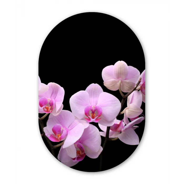 Orchidee - Bloemen - Roze - Flora Wandcirkel Ovaal Forex klein -3d