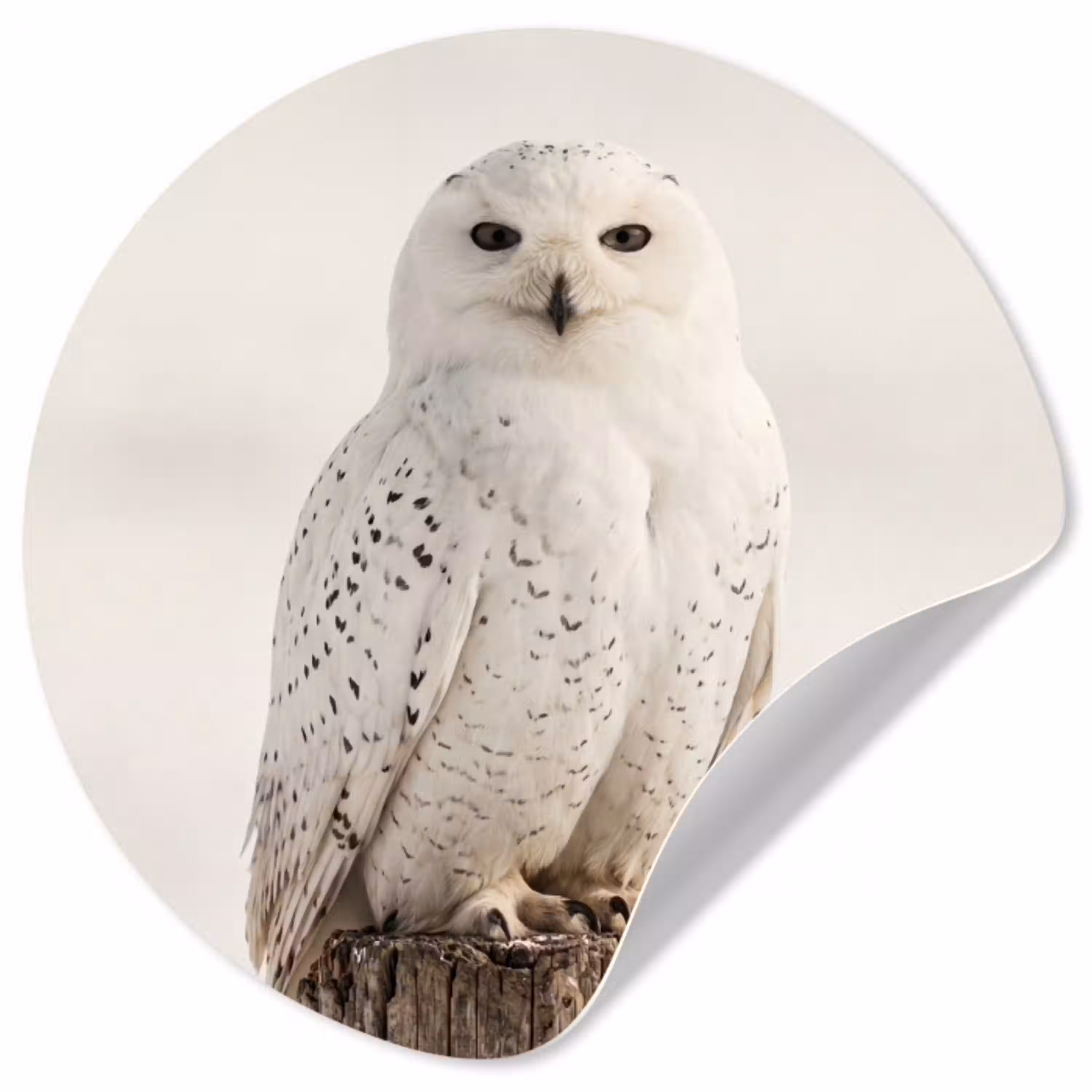 Sneeuwuil - Paal - Winter - Portret - Majestueus Wandcirkel behangsticker klein -3d