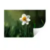 Narcis - Bloem - Wit - Grassprieten Muursticker klein -3d