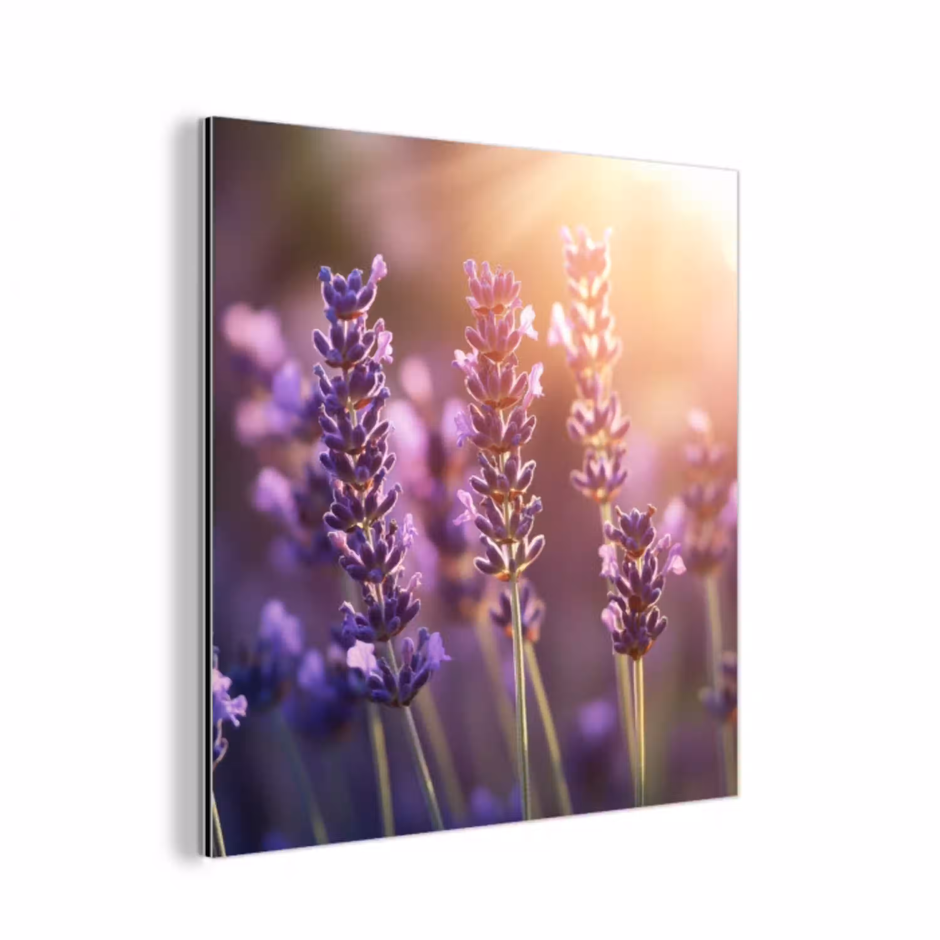 Lavendelbloemen - Paars - Zonlicht aluminium wit klein -3d