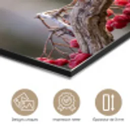 Roodborst - Tak - Bessen - Natuur aluminium wit klein -closeup_FR