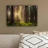 Bos - Gras - Zonlicht canvas 2cm klein -sfeer3