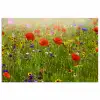 Lente - Bloemen - Rood - Klaproos - Gras - Groen poster papier klein -3d