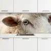 Schaap - Oog - Wit keuken achterwand 2 middel -3d