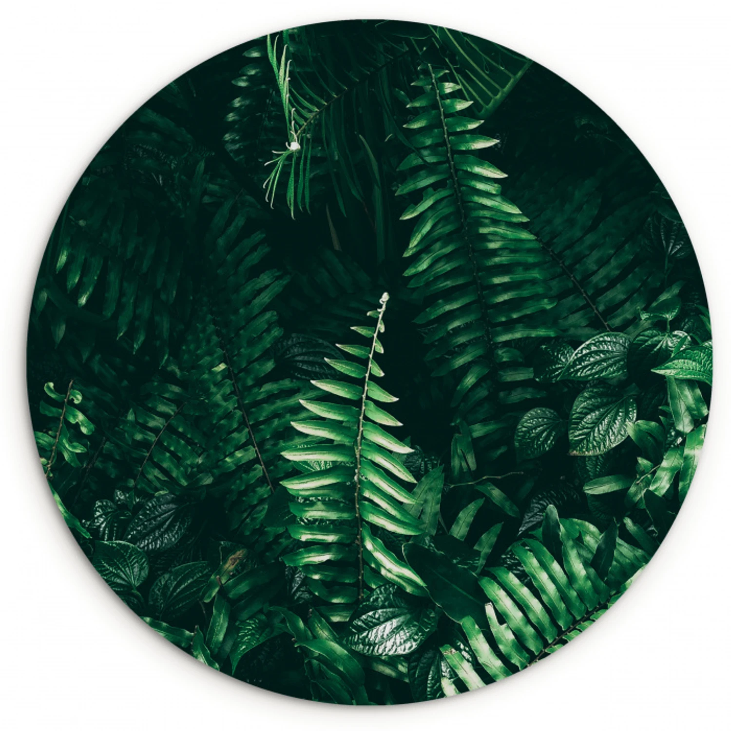 Bladeren - Jungle - Natuur - Tropisch - Planten Wandcirkel kunststof plaat 5mm dik klein -3d