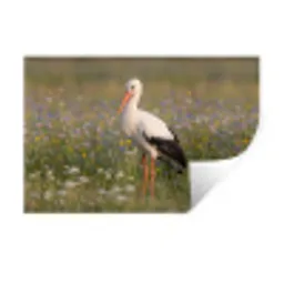 Ooienvaar - Bloemen - Weide - Kleurrijk Muursticker klein -3d