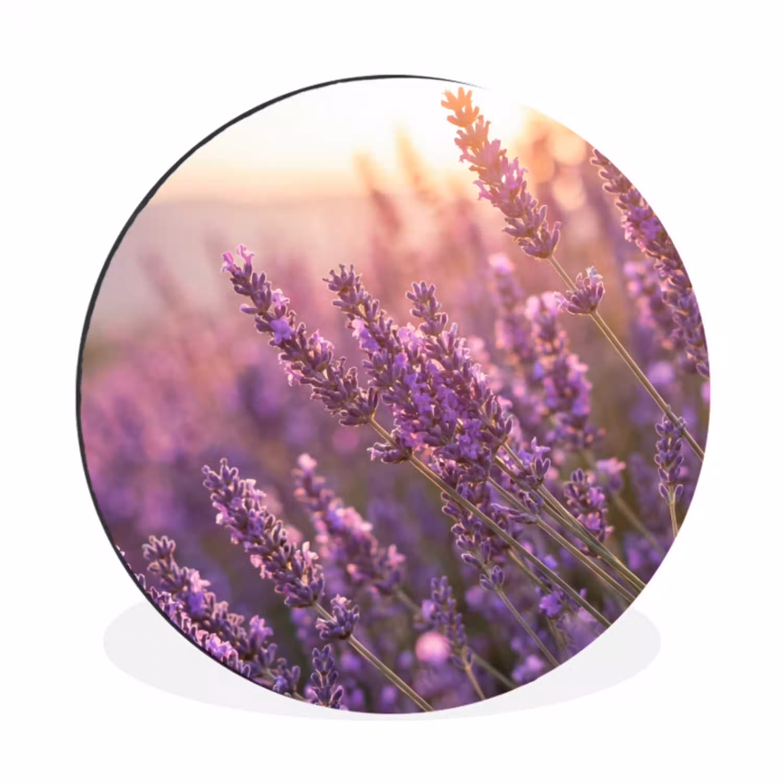 Lavendel - Paars - Zonlicht Wandcirkel aluminium klein -3d