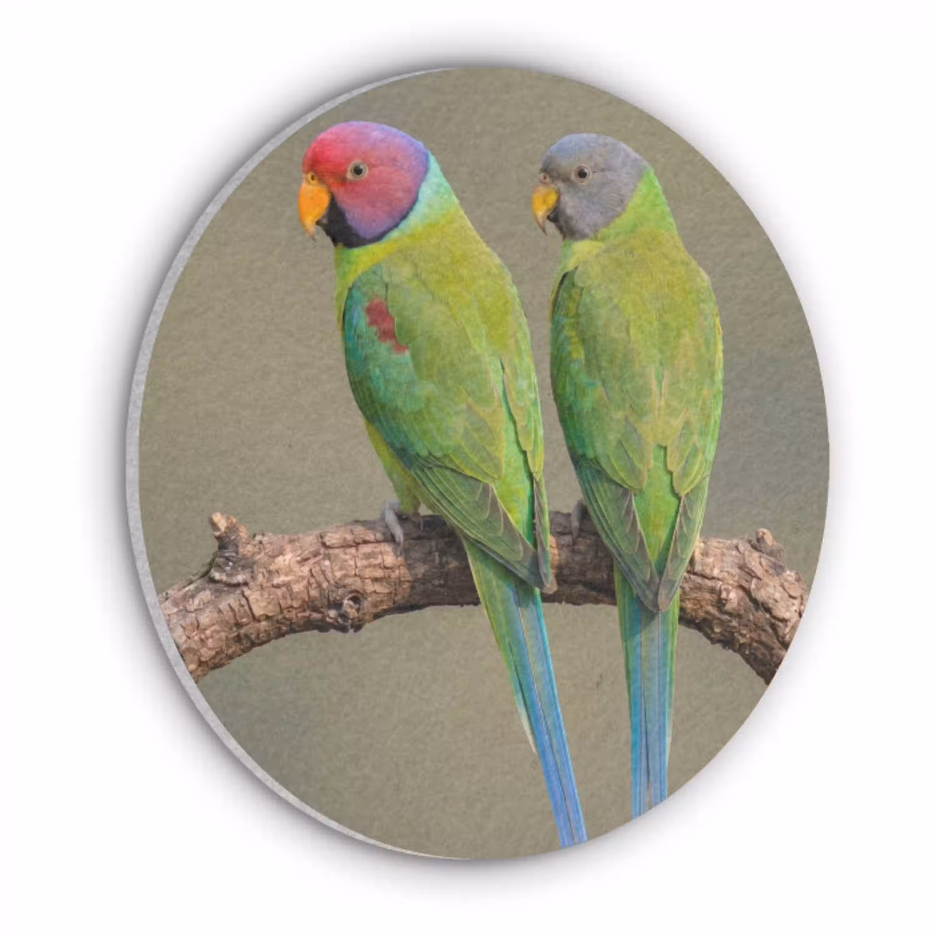 Papagaai - Tak - Natuur - Kleurrijk Akoestische PET Vilt - Rond klein -3d