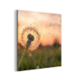 Paardenbloem - Zonsondergang - Veld aluminium wit klein -3d
