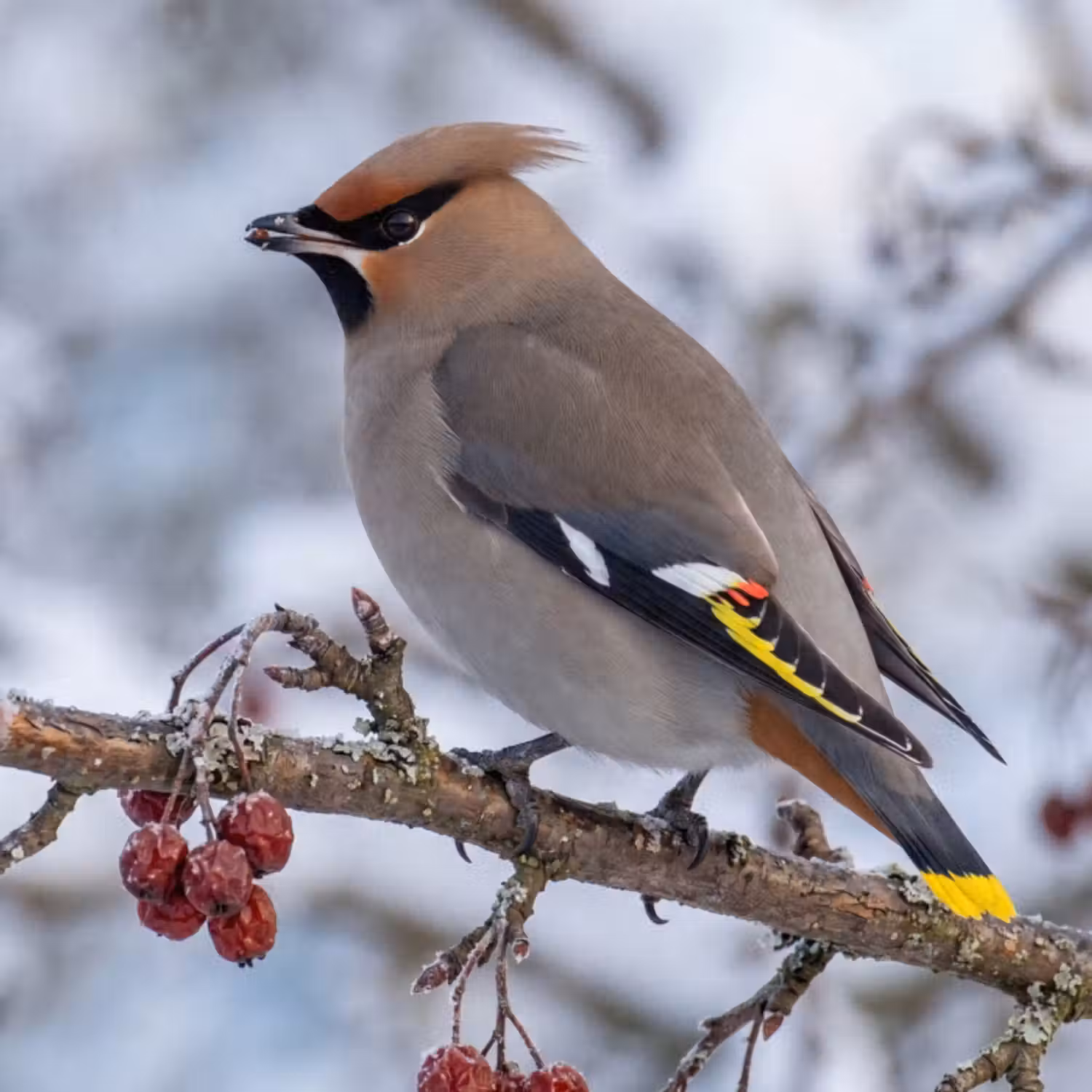 Tapete - Siebenschläfer - Beeren - Winter - Natur