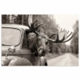 Eland - Auto - Gewei - Zwart - Wit poster papier klein -3d