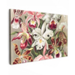 Bloemen - Ernst Haeckel - Vintage - Orchidee canvas 2cm klein -z3d
